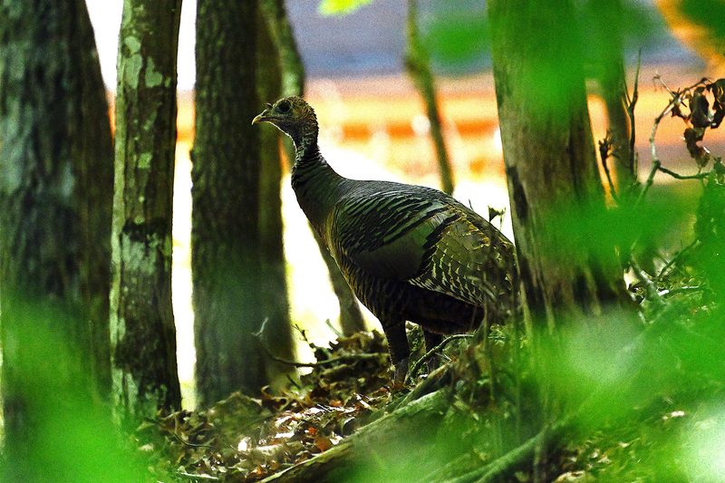 Wild Turkey2.jpg